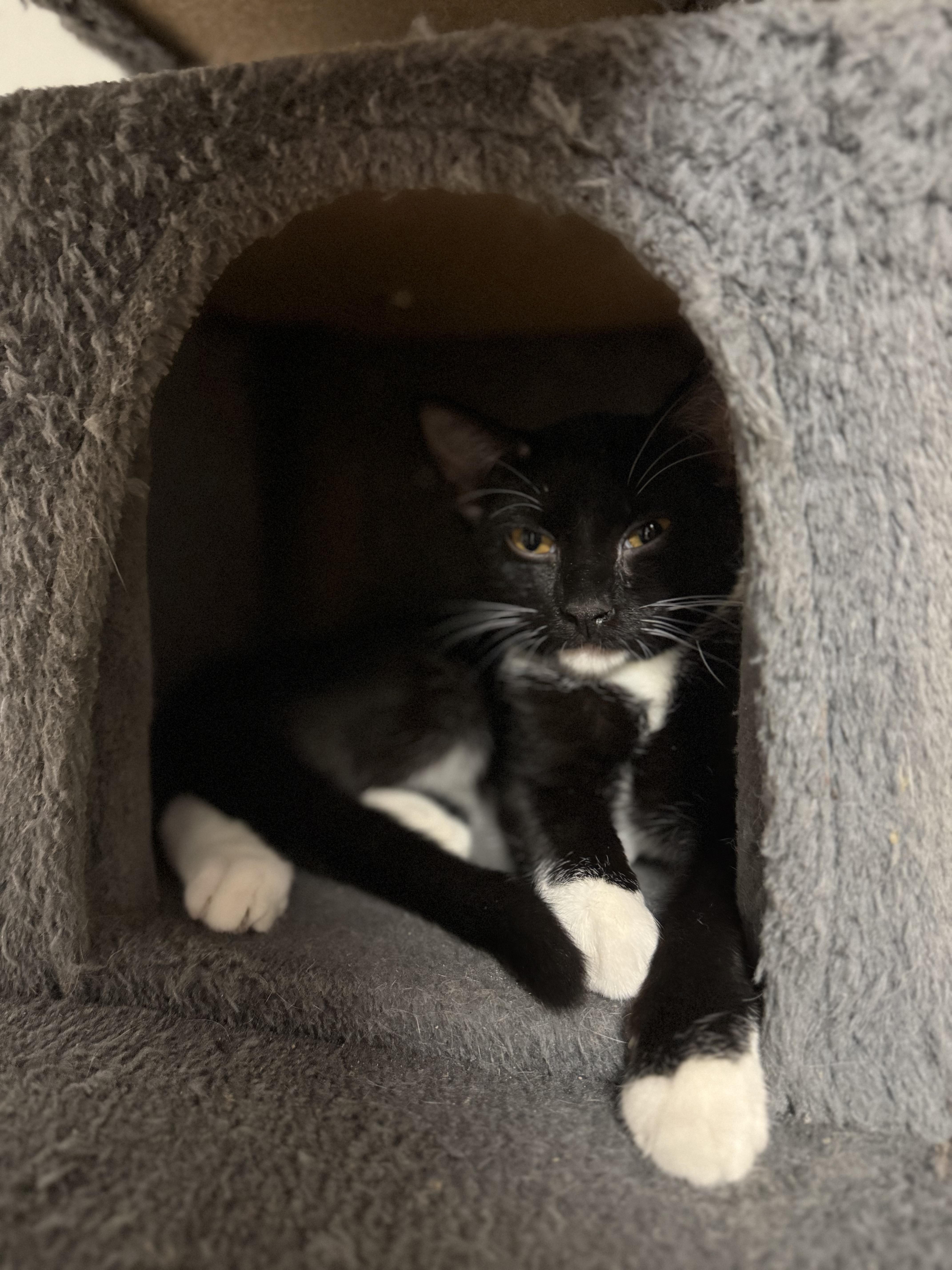 Enlarge Jenny, a Adoptable Domestic Short Hair in Varnville, SC image 3/3