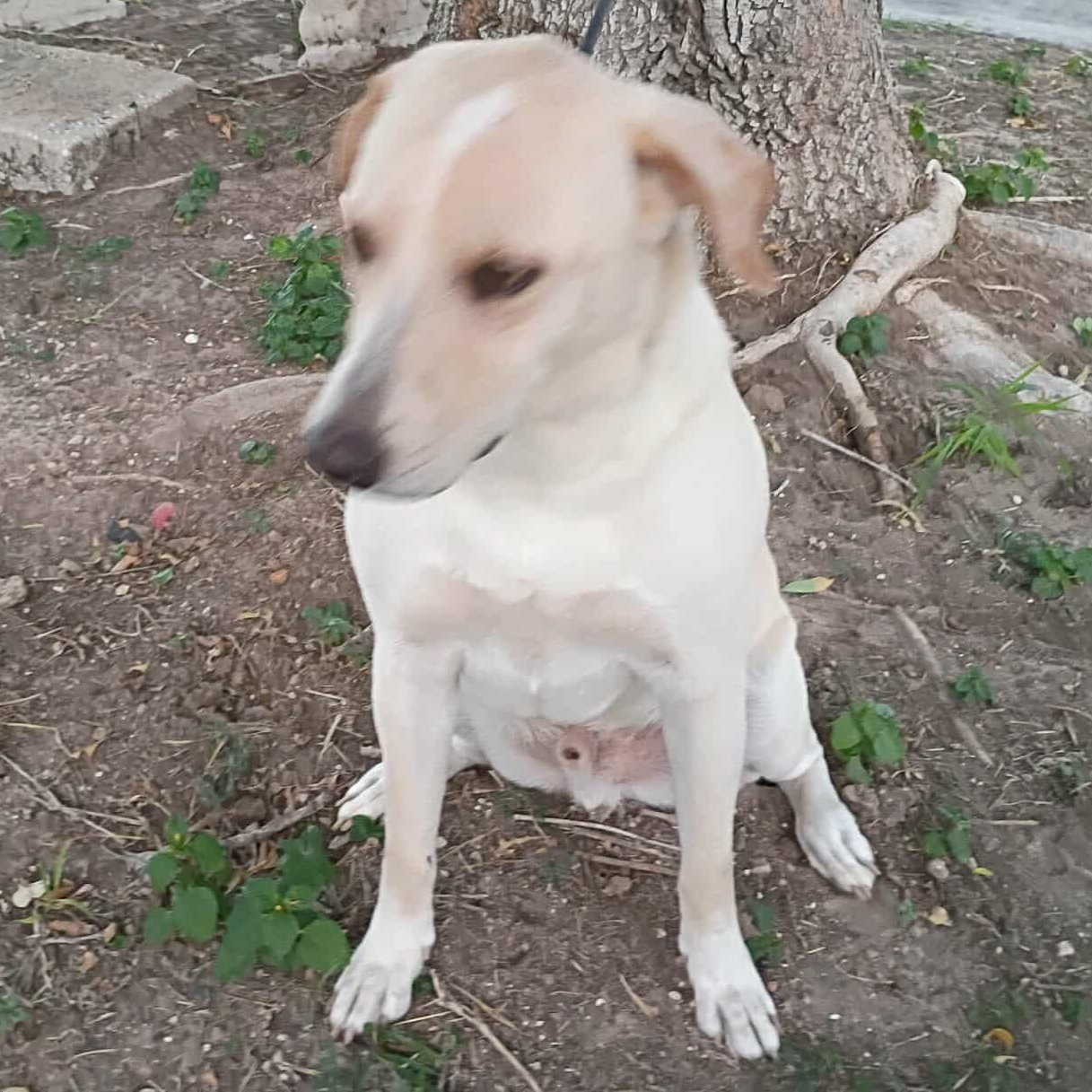 Bishop-fostered in Texas, transport available