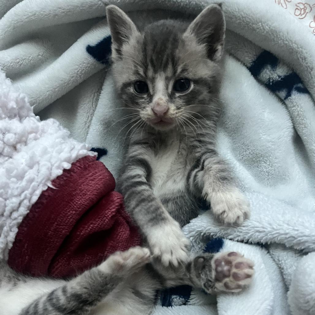 Artemis, a Adoptable Domestic Short Hair in Raleigh, NC image 1/6