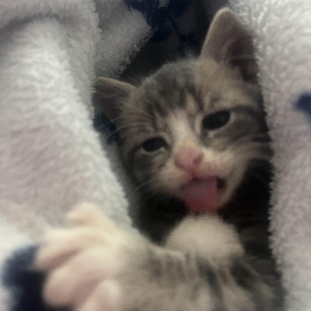 Artemis, a Adoptable Domestic Short Hair in Raleigh, NC image 2/6