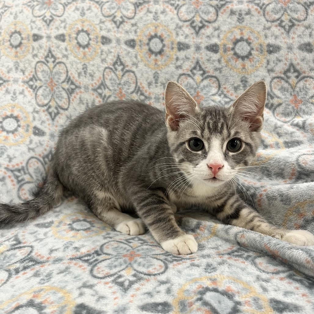 Artemis, a Adoptable Domestic Short Hair in Raleigh, NC image 3/6