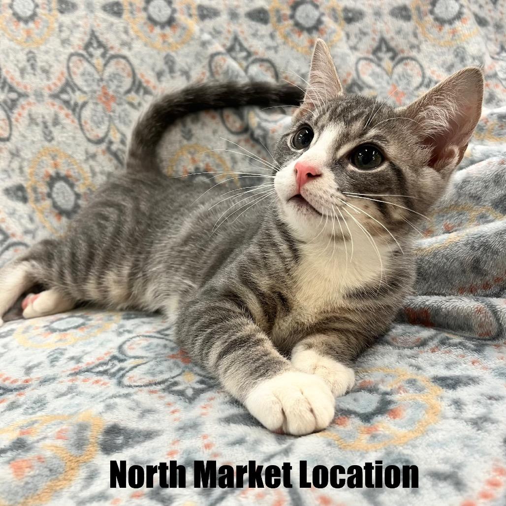 Artemis, a Adoptable Domestic Short Hair in Raleigh, NC image 4/6