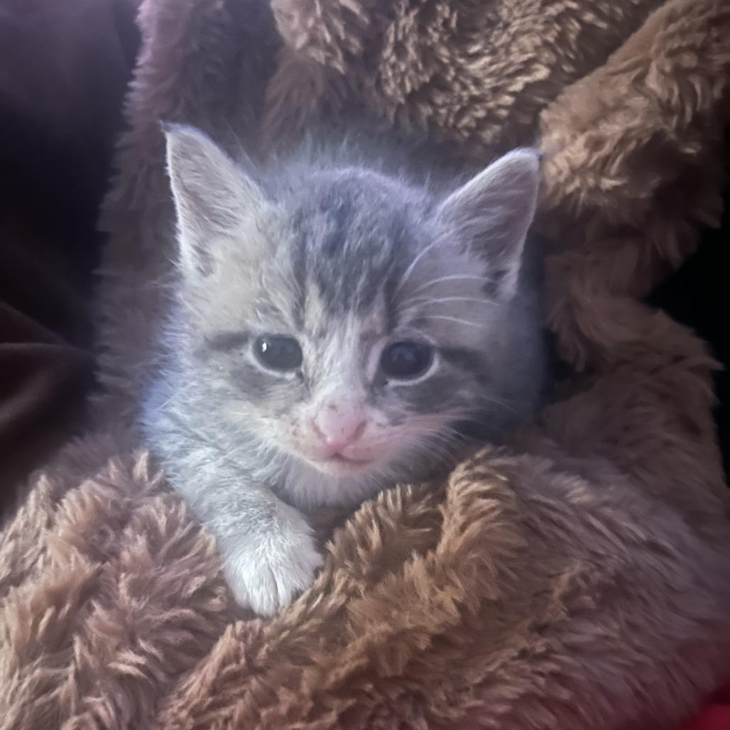 Artemis, a Adoptable Domestic Short Hair in Raleigh, NC image 5/6