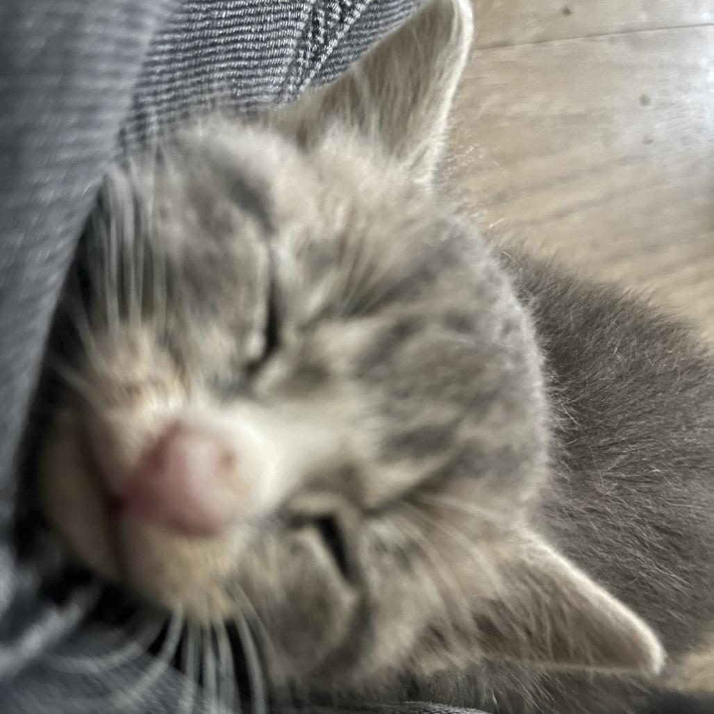 Artemis, a Adoptable Domestic Short Hair in Raleigh, NC image 6/6