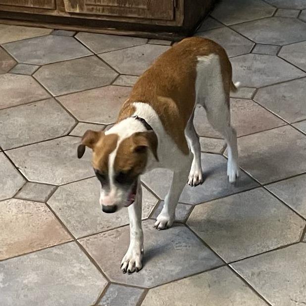 Kimball, a Adoptable mixed breed in Wadena, MN image 5/6