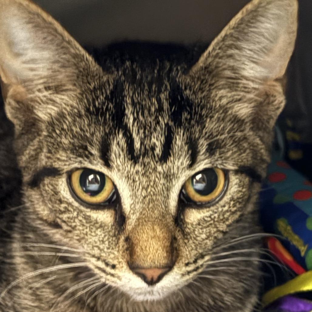 Granite, Adoptable, Kitten Female Domestic Short Hair.