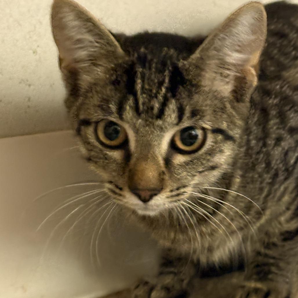 Enlarge Granite, a Adoptable Domestic Short Hair in Buellton, CA image 2/2