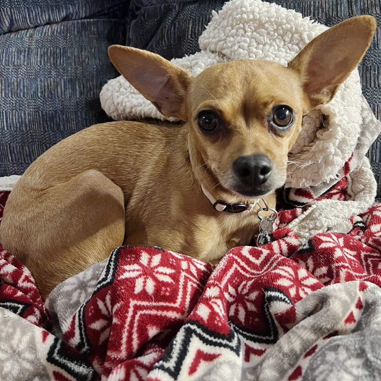 Lola 4