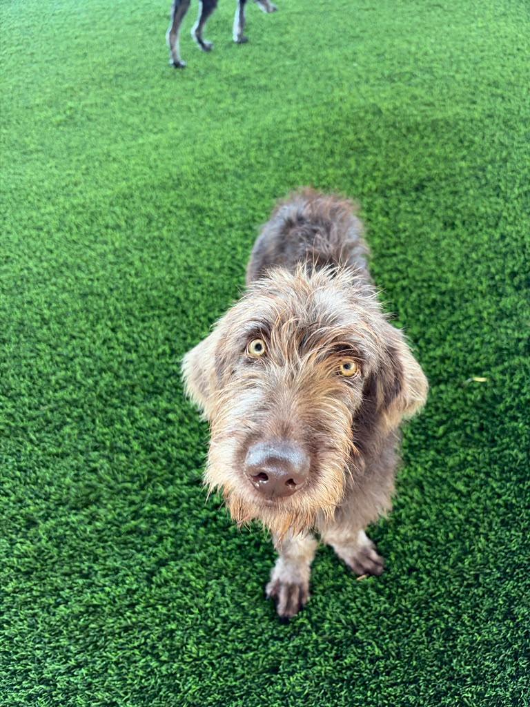 Enlarge James, a Adoptable Mixed Breed in Morristown, NJ image 3/5