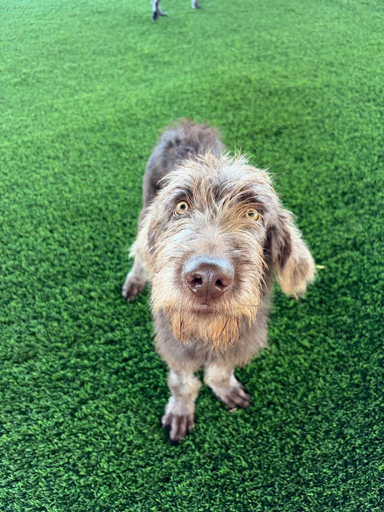 Enlarge James, a Adoptable Mixed Breed in Morristown, NJ image 4/5