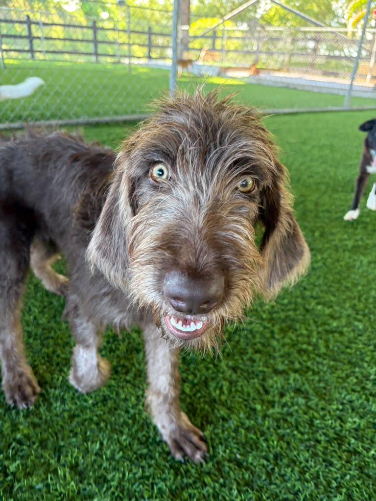 Enlarge James, a Adoptable Mixed Breed in Morristown, NJ image 5/5