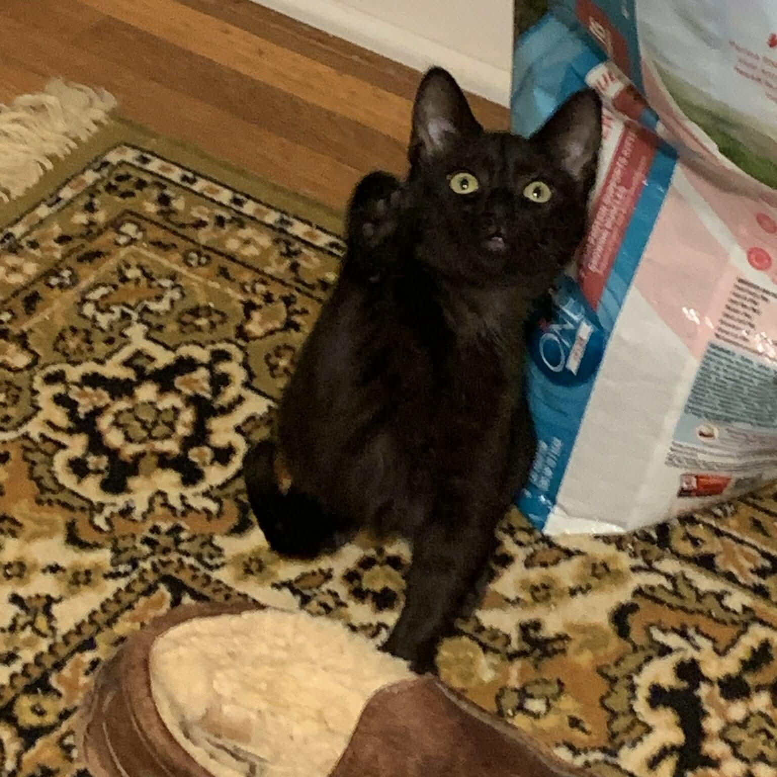 Beck - 20% off , Adoptable, Kitten Female Domestic Short Hair.