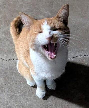 Enlarge Vincent, a Adoptable Domestic Short Hair in Monrovia, CA image 1/3