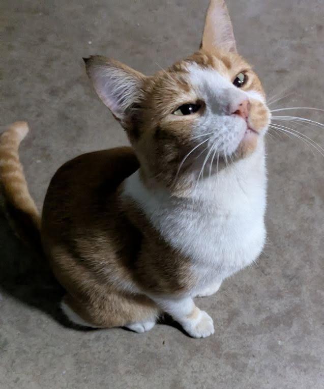 Enlarge Vincent, a Adoptable Domestic Short Hair in Monrovia, CA image 2/3