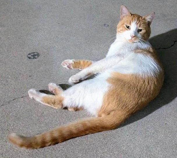 Enlarge Vincent, a Adoptable Domestic Short Hair in Monrovia, CA image 3/3