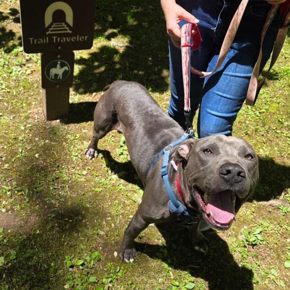 Enlarge Blue, a Adoptable mixed breed in Harrisville, WV image 1/5