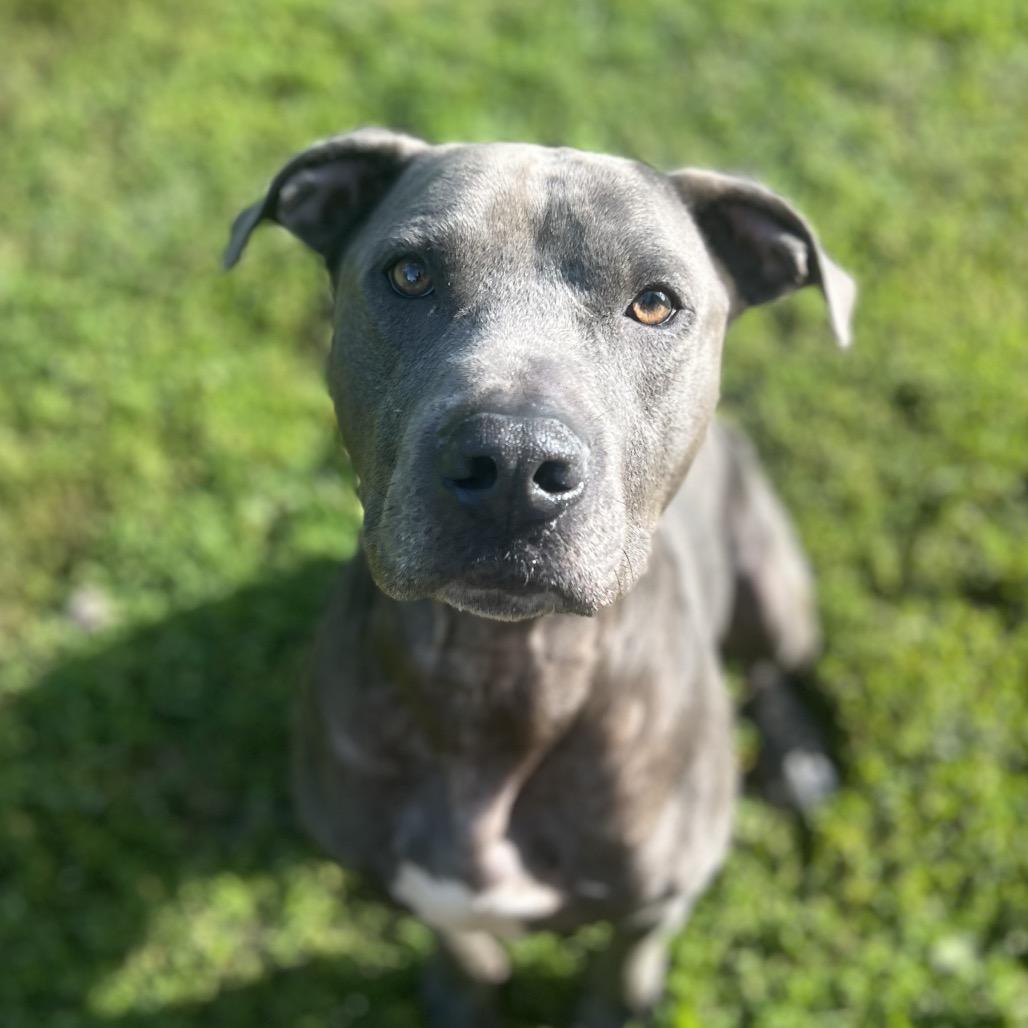 Enlarge Blue, a Adoptable mixed breed in Harrisville, WV image 2/5