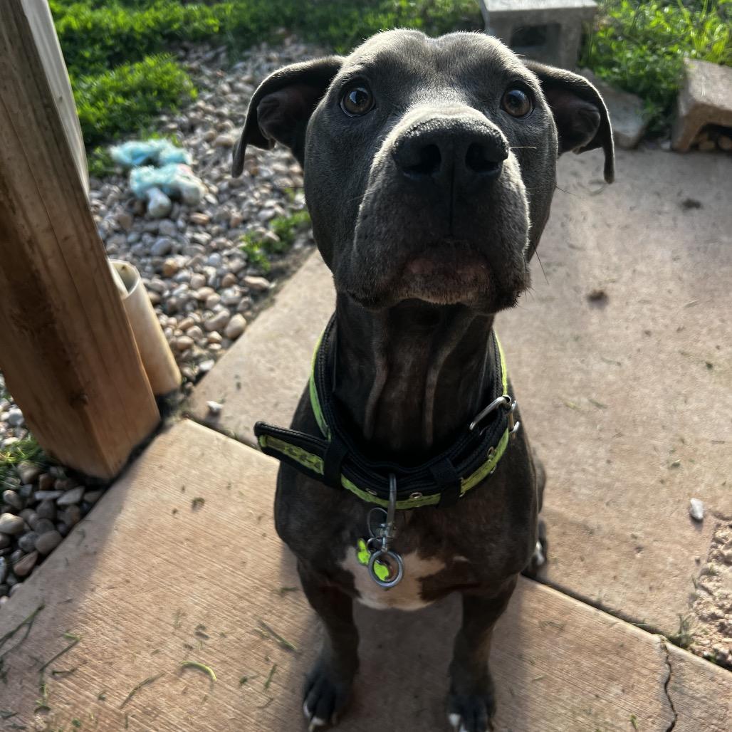 Enlarge Blue, a Adoptable mixed breed in Harrisville, WV image 3/5