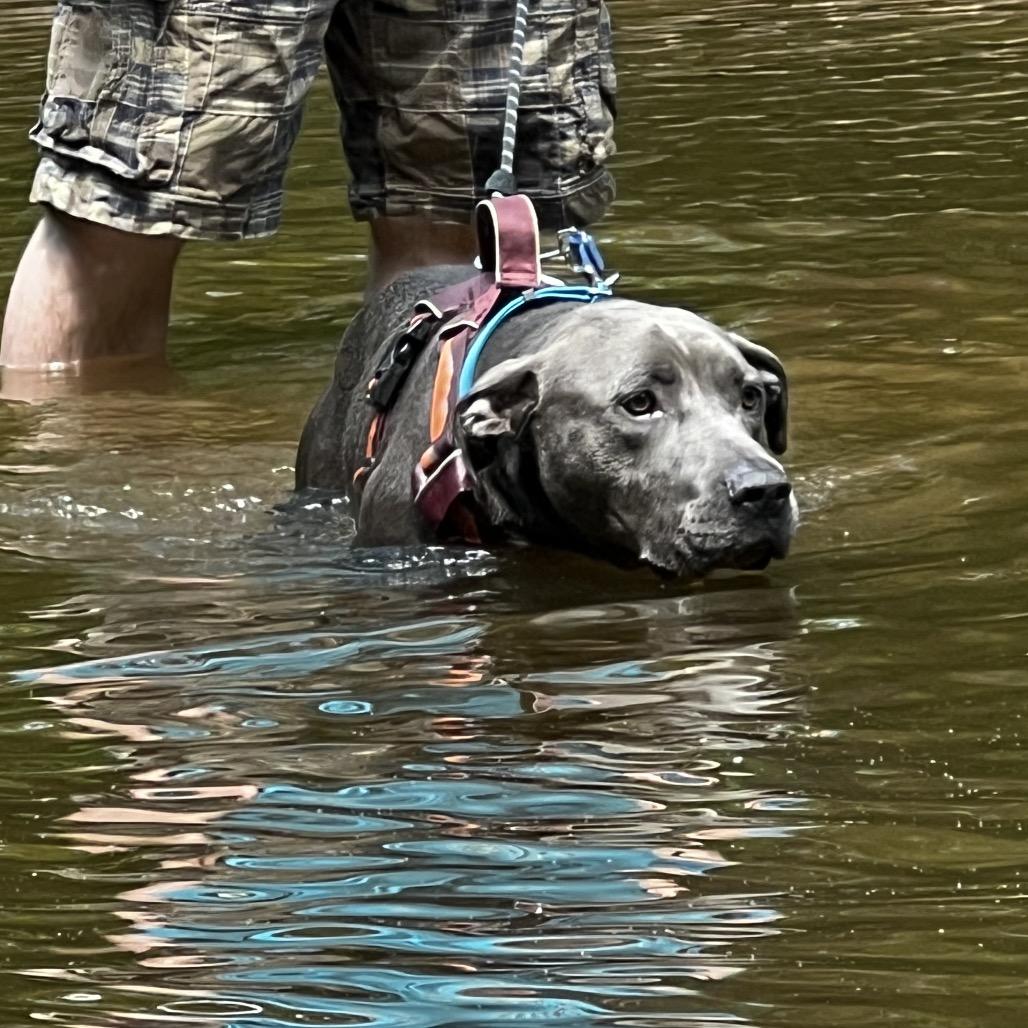 Enlarge Blue, a Adoptable mixed breed in Harrisville, WV image 5/5