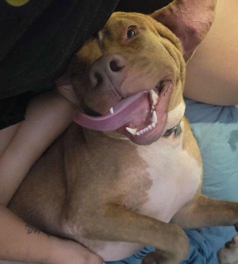 Sammy, a Adoptable mixed breed in Warr Acres, OK image 2/6