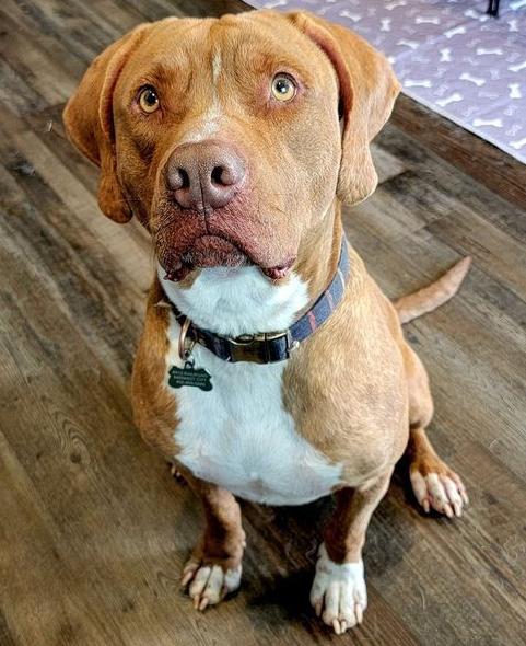 Sammy, a Adoptable mixed breed in Warr Acres, OK image 3/6