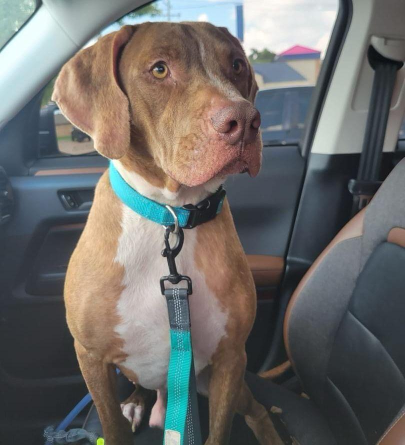 Sammy, a Adoptable mixed breed in Warr Acres, OK image 4/6