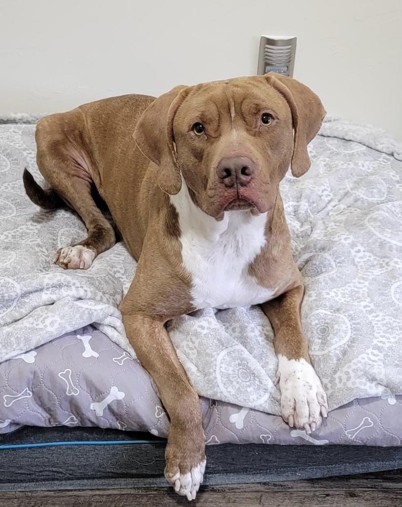 Sammy, a Adoptable mixed breed in Warr Acres, OK image 5/6