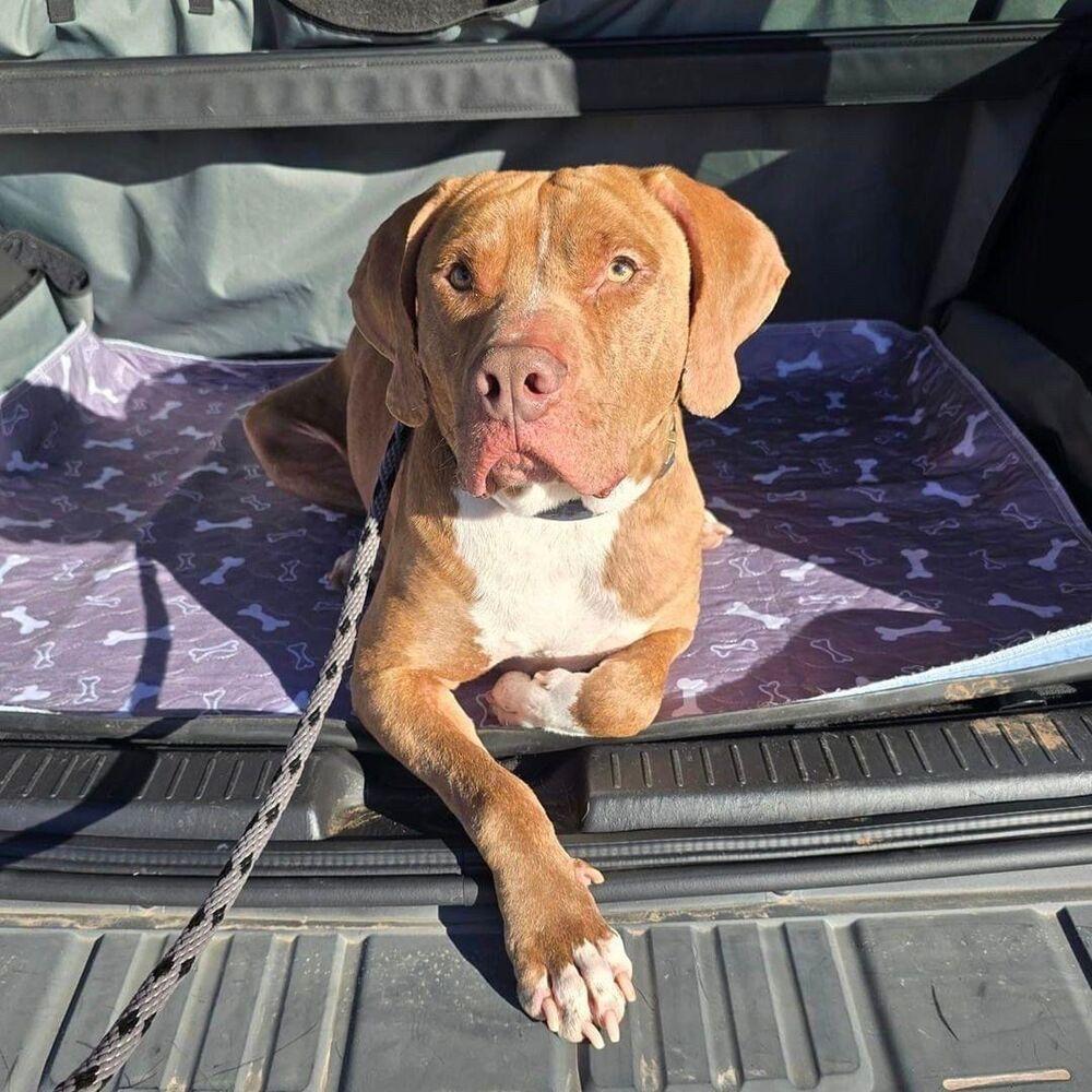 Sammy, a Adoptable mixed breed in Warr Acres, OK image 6/6