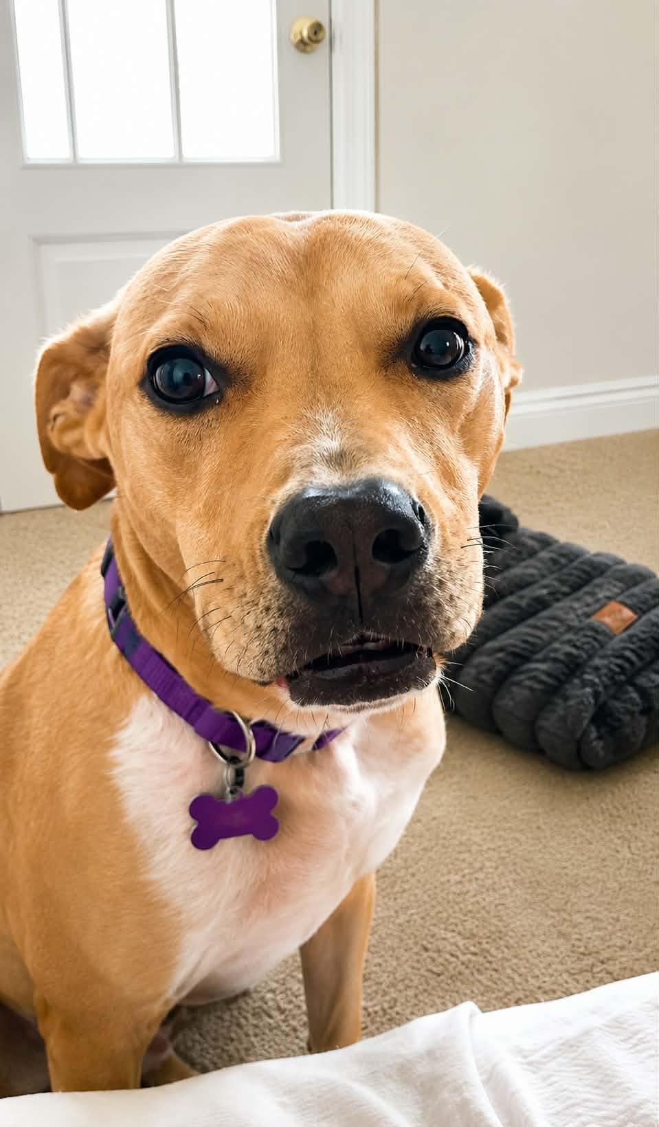 Rosie, Adoptable, Adult Female Labrador Retriever & Terrier.