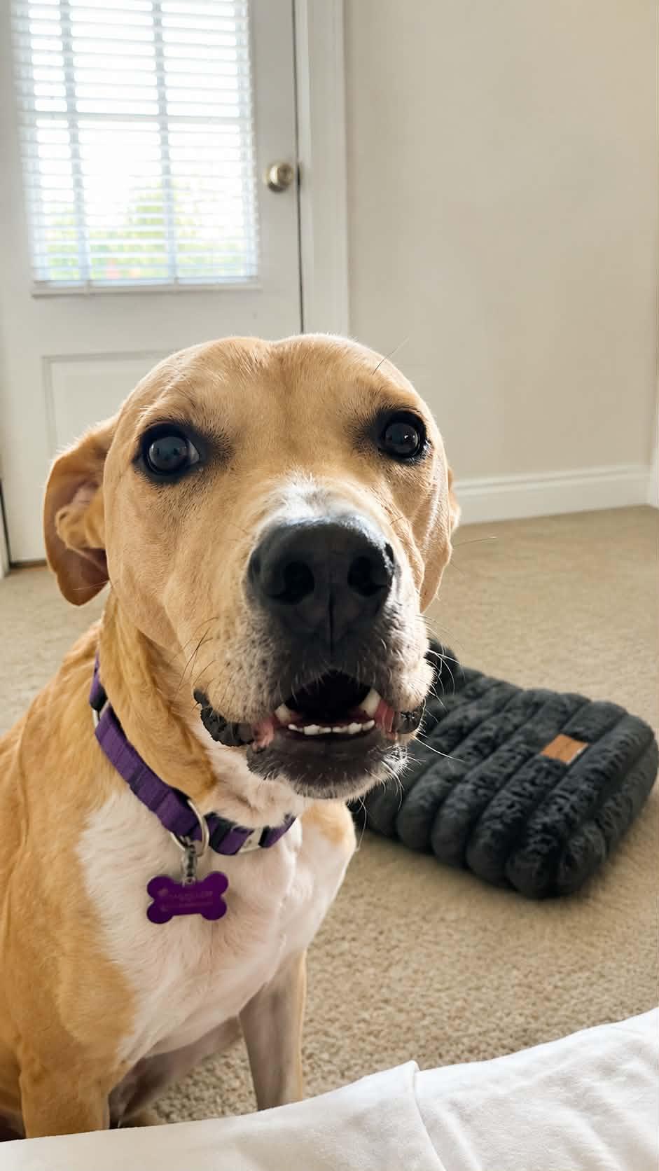 Rosie, a Adoptable mixed breed in St. Louis, MO image 2/3