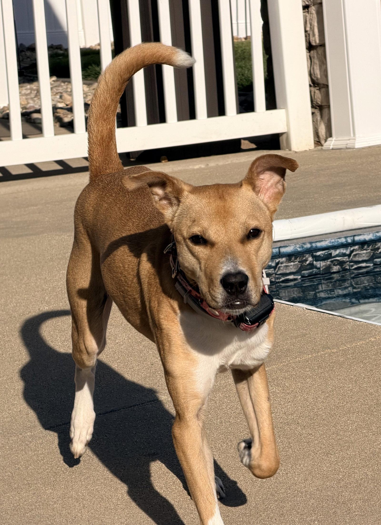 Rosie, a Adoptable mixed breed in St. Louis, MO image 3/3