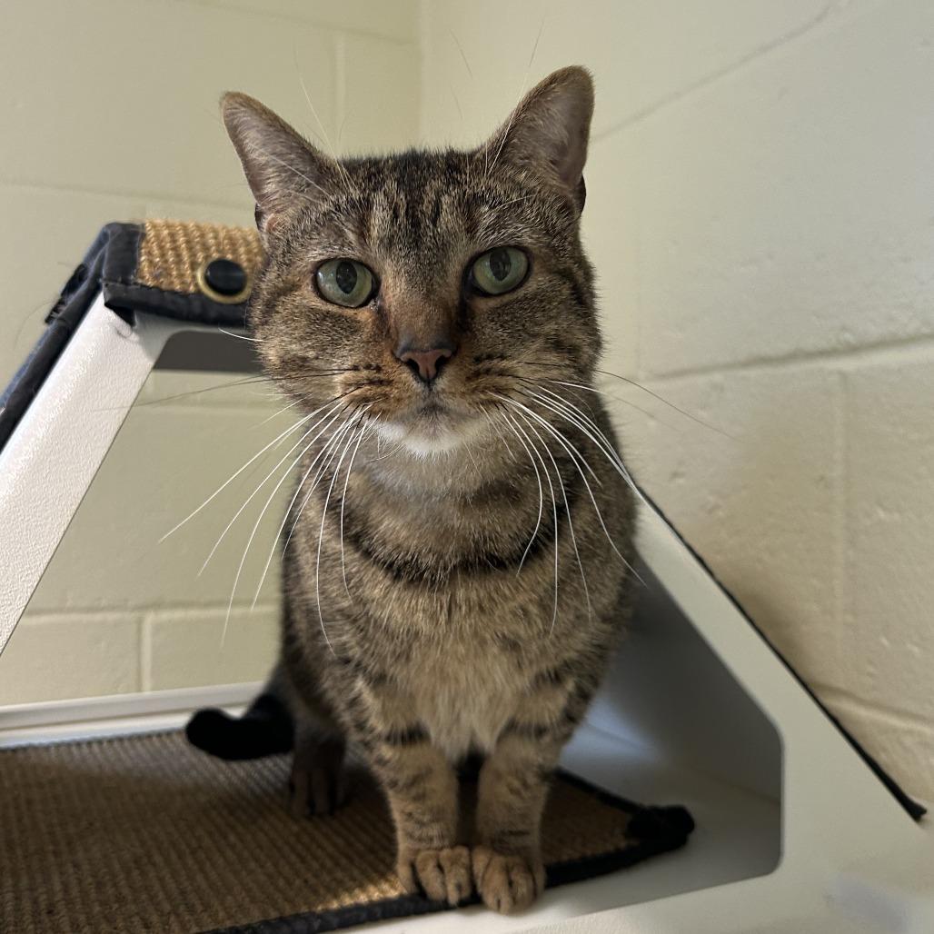 Enlarge Sunni, a Adoptable Domestic Short Hair in Chesapeake, VA image 1/4