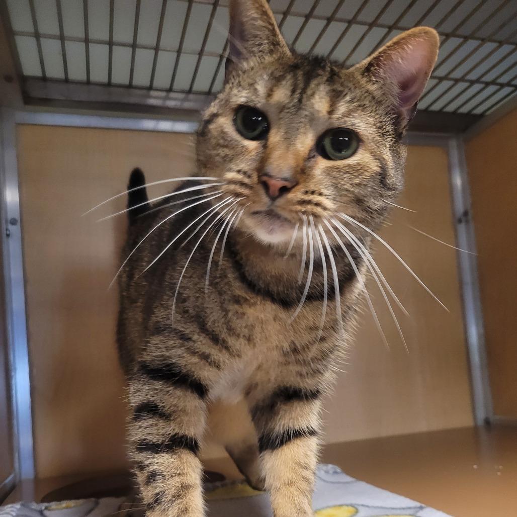 Enlarge Sunni, a Adoptable Domestic Short Hair in Chesapeake, VA image 2/4