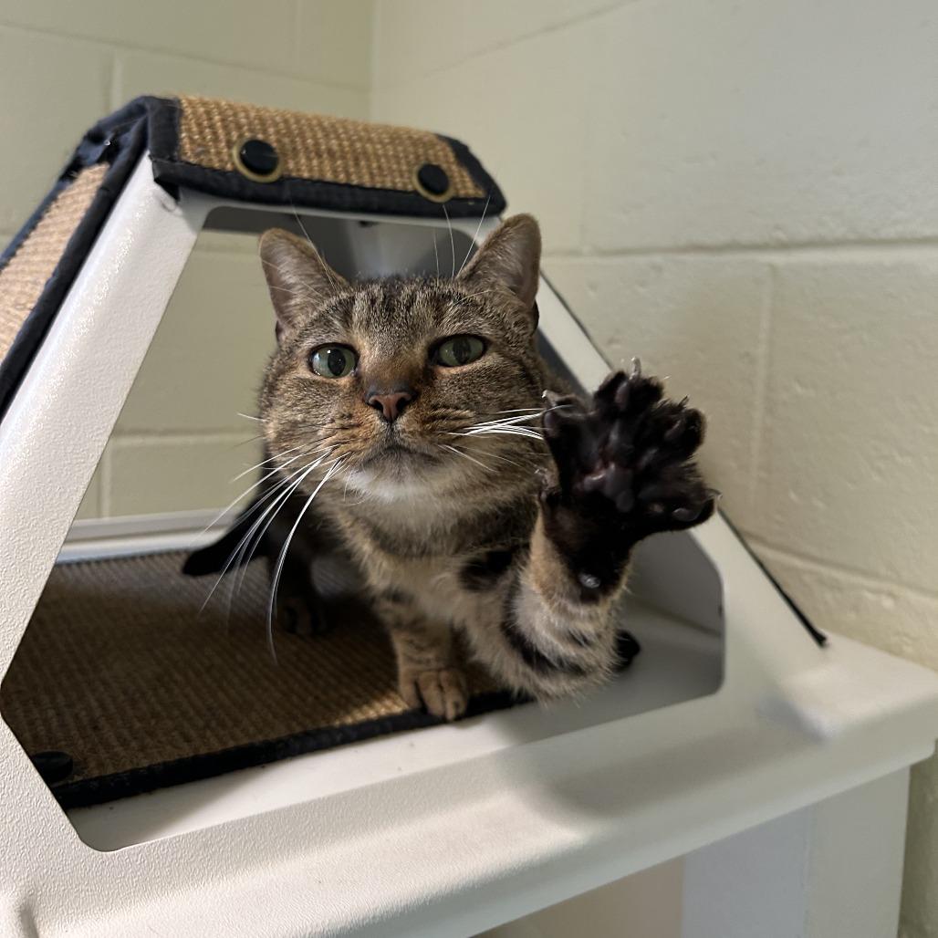 Enlarge Sunni, a Adoptable Domestic Short Hair in Chesapeake, VA image 3/4