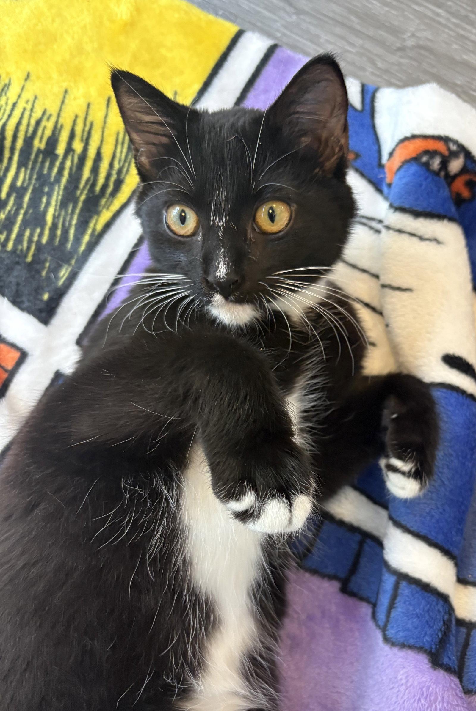 Coby, Adoptable, Young Male Domestic Short Hair.