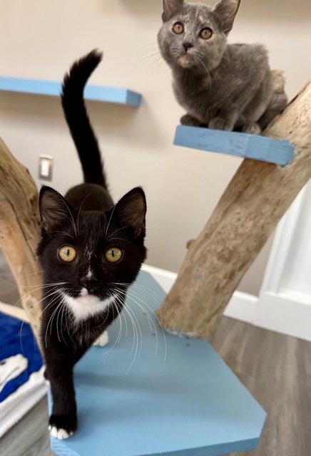 Enlarge Coby, a Adoptable Domestic Short Hair in Leesburg, VA image 3/3