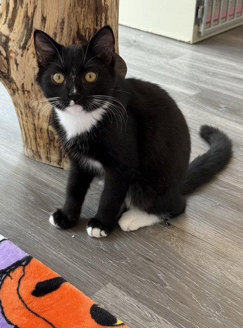 Enlarge Coby, a Adoptable Domestic Short Hair in Leesburg, VA image 1/3