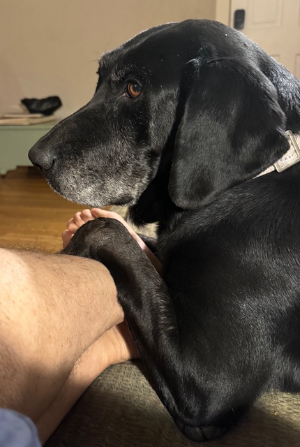 Enlarge Luna *Courtesy Post*, a Adoptable Black Labrador Retriever image 2/3