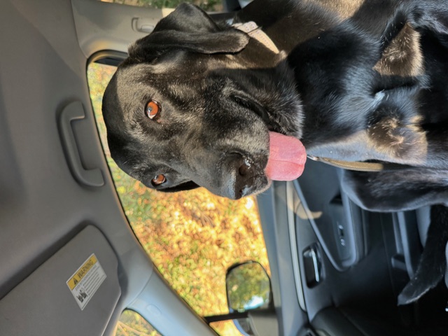 Enlarge Luna *Courtesy Post*, a Adoptable Black Labrador Retriever image 1/3