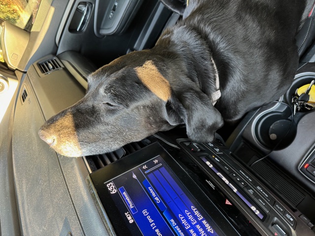 Enlarge Luna *Courtesy Post*, a Adoptable Black Labrador Retriever image 3/3