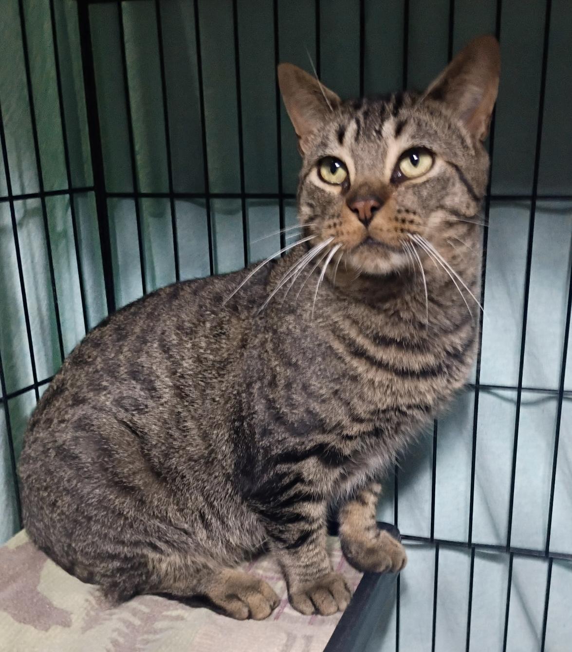 Doc, Adoptable, Young Male Tabby.