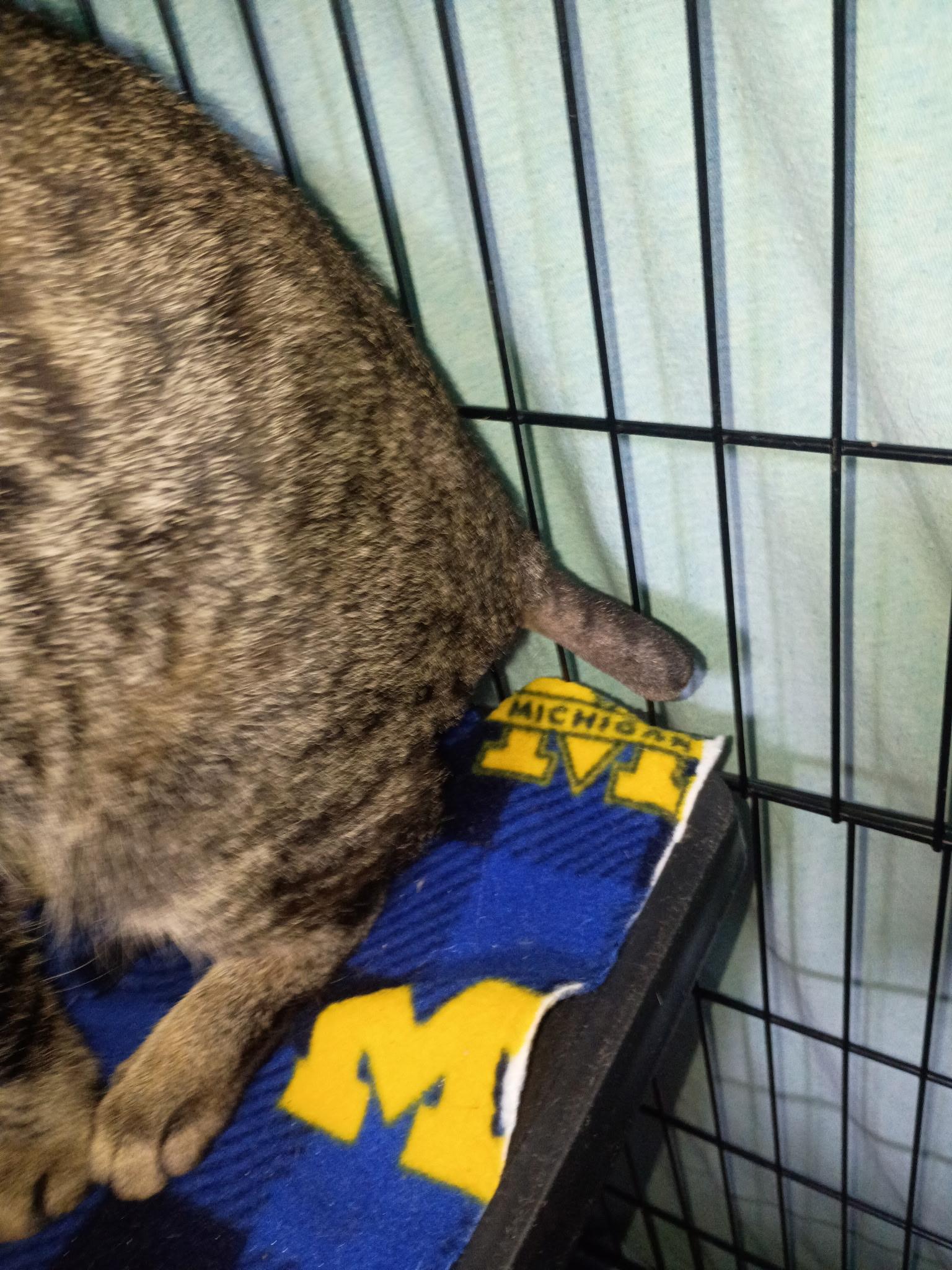 Enlarge Doc, a Adoptable Tabby in Saginaw, MI image 3/3