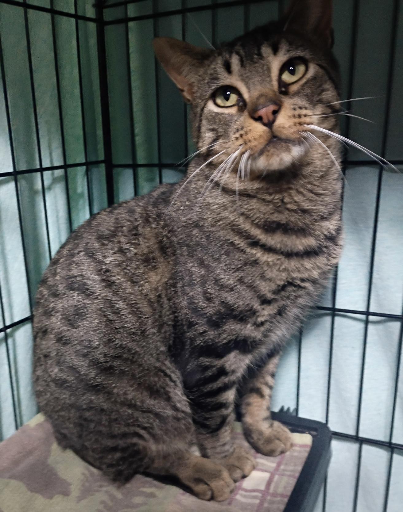 Enlarge Doc, a Adoptable Tabby in Saginaw, MI image 2/4