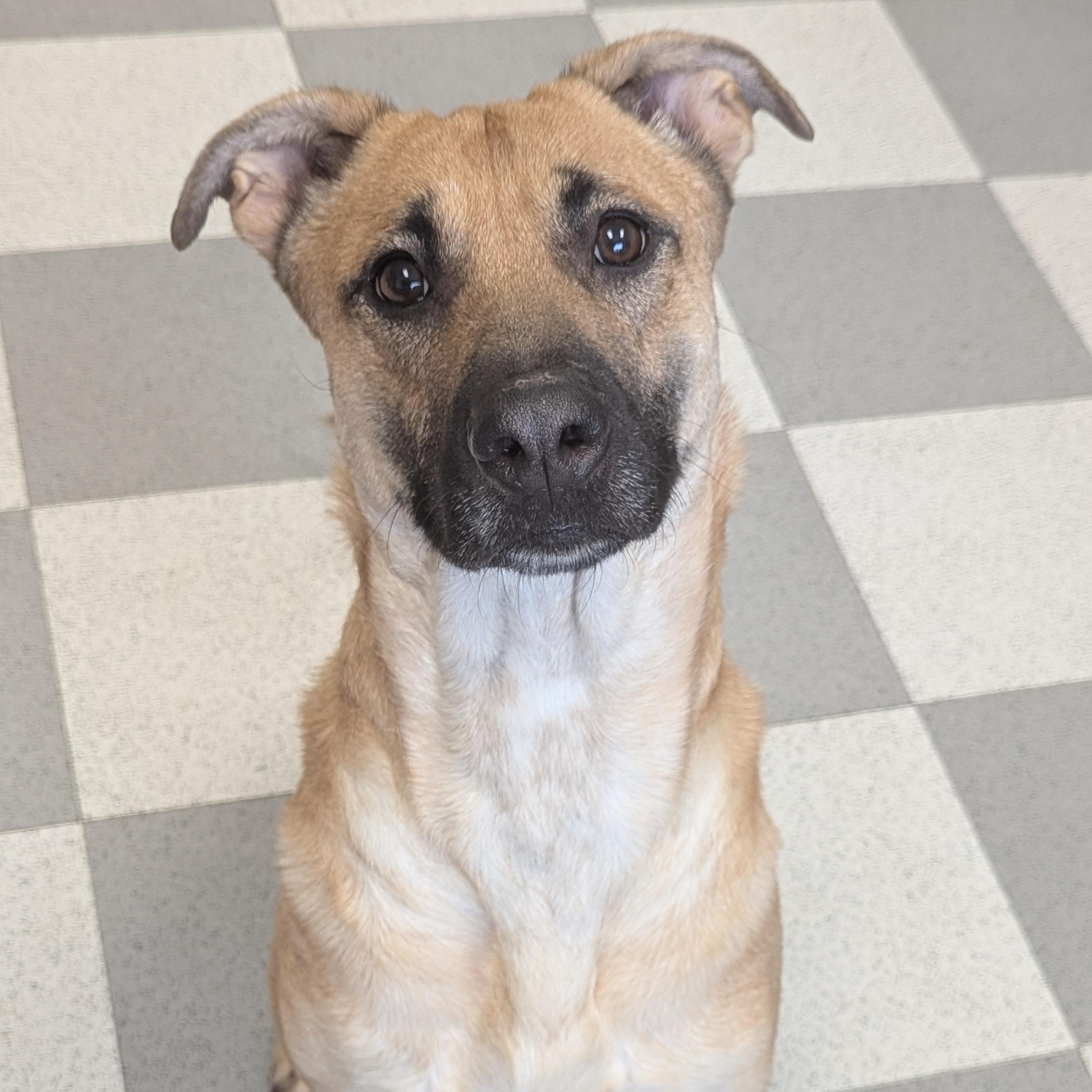 Enlarge Kona, a Adoptable mixed breed in Benton Harbor, MI image 1/4