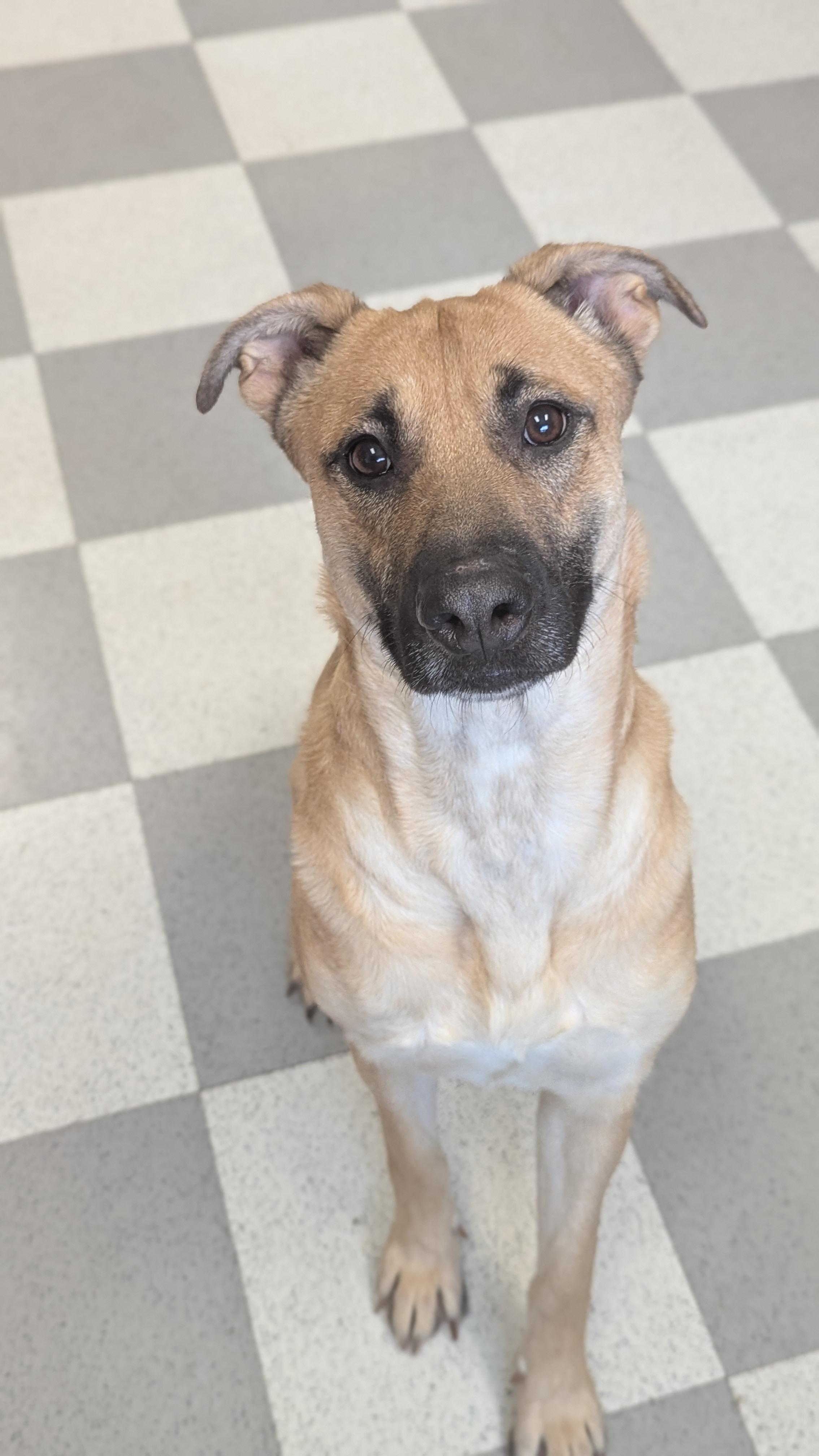 Enlarge Kona, a Adoptable mixed breed in Benton Harbor, MI image 2/4