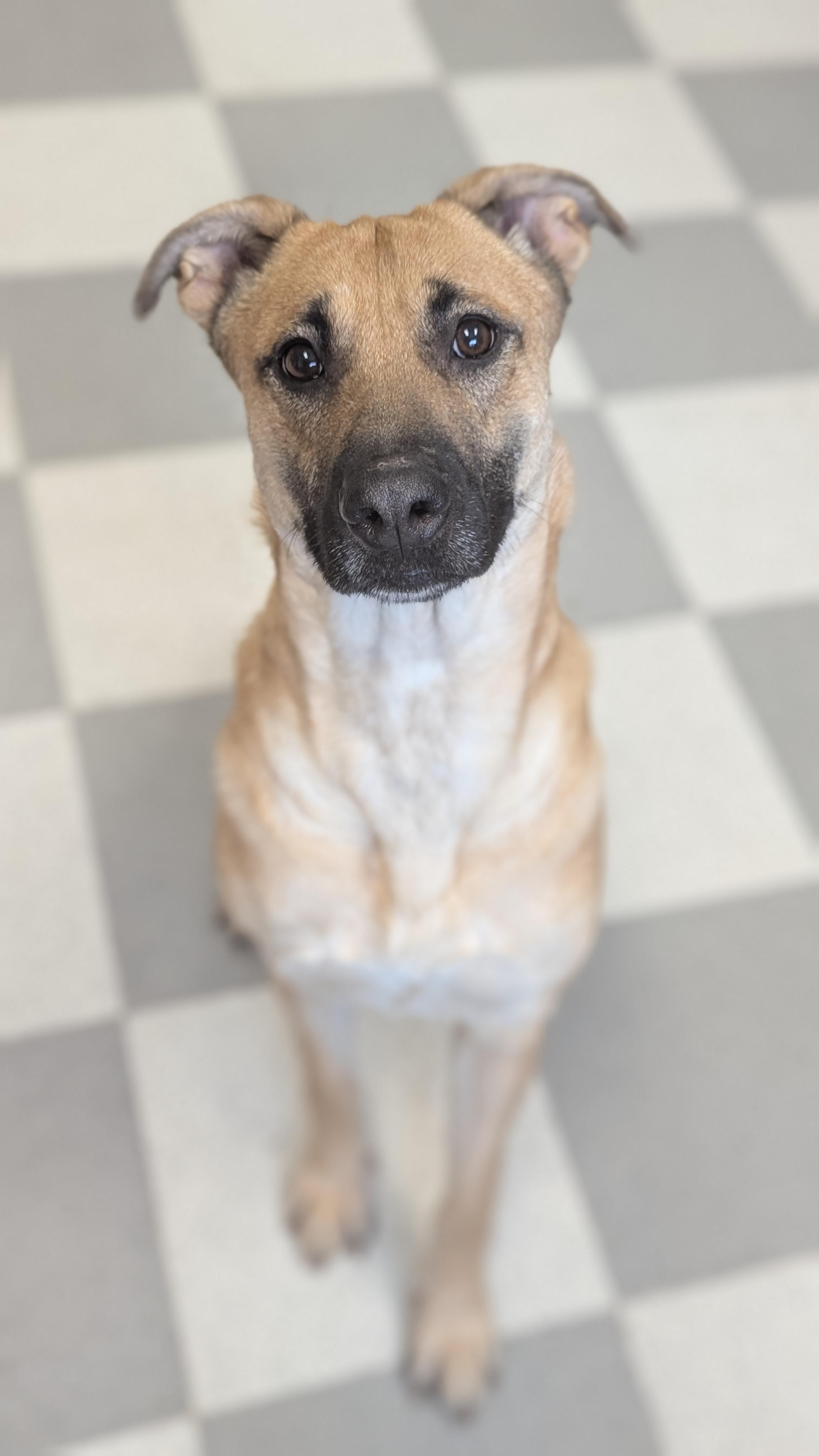 Enlarge Kona, a Adoptable mixed breed in Benton Harbor, MI image 3/4
