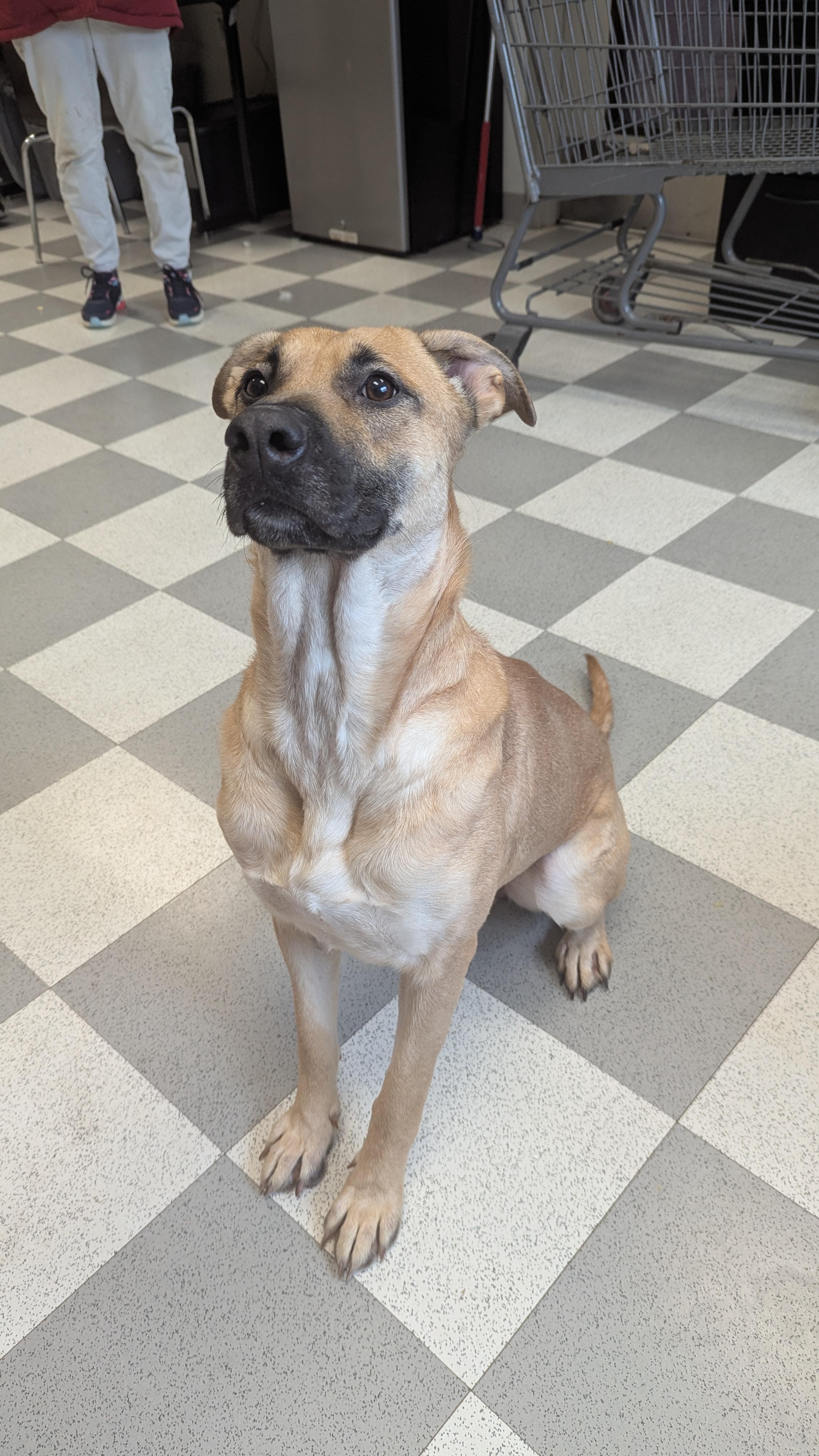 Enlarge Kona, a Adoptable mixed breed in Benton Harbor, MI image 4/4
