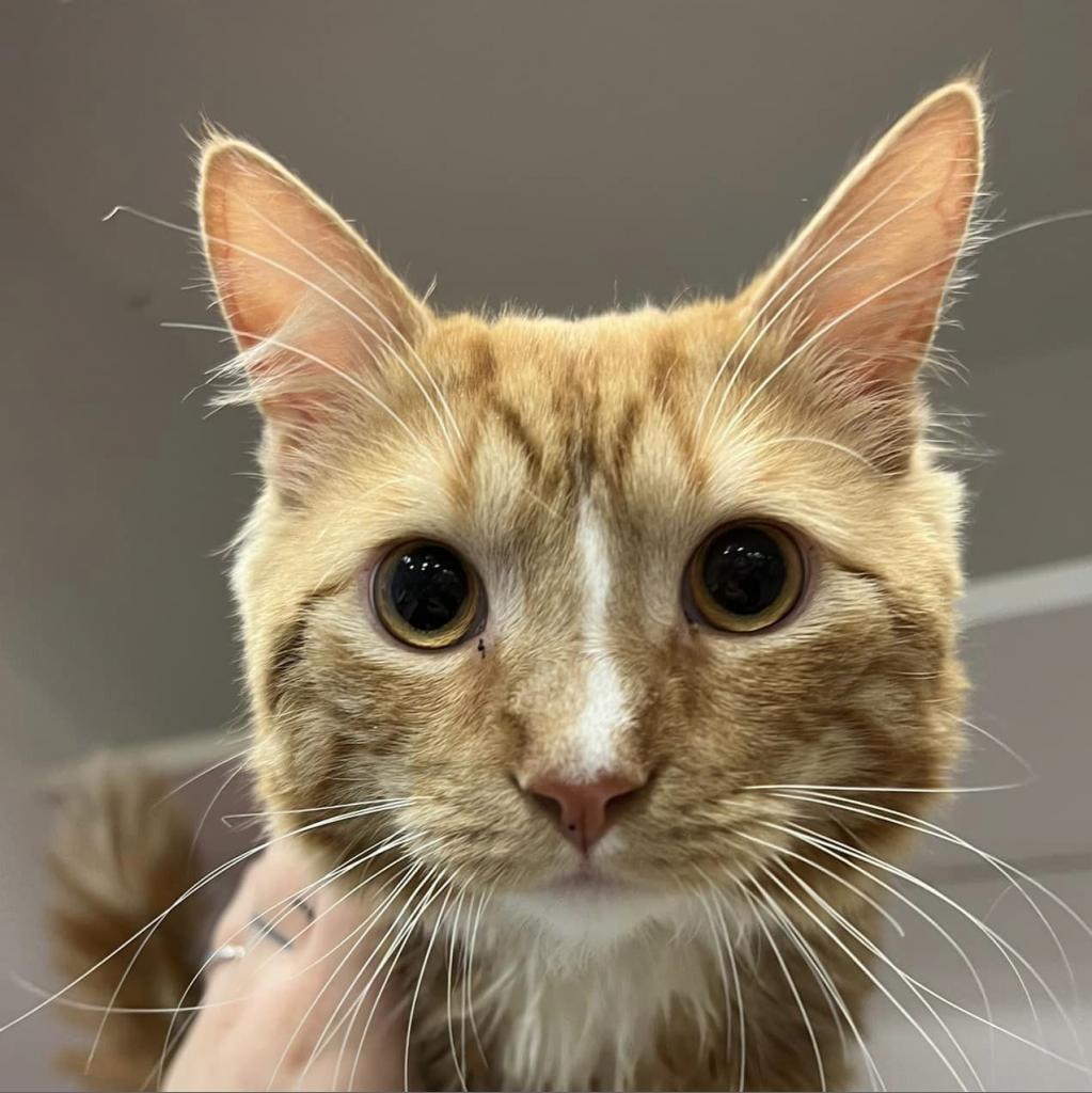 Sonic, Adoptable, Adult Male Domestic Short Hair.