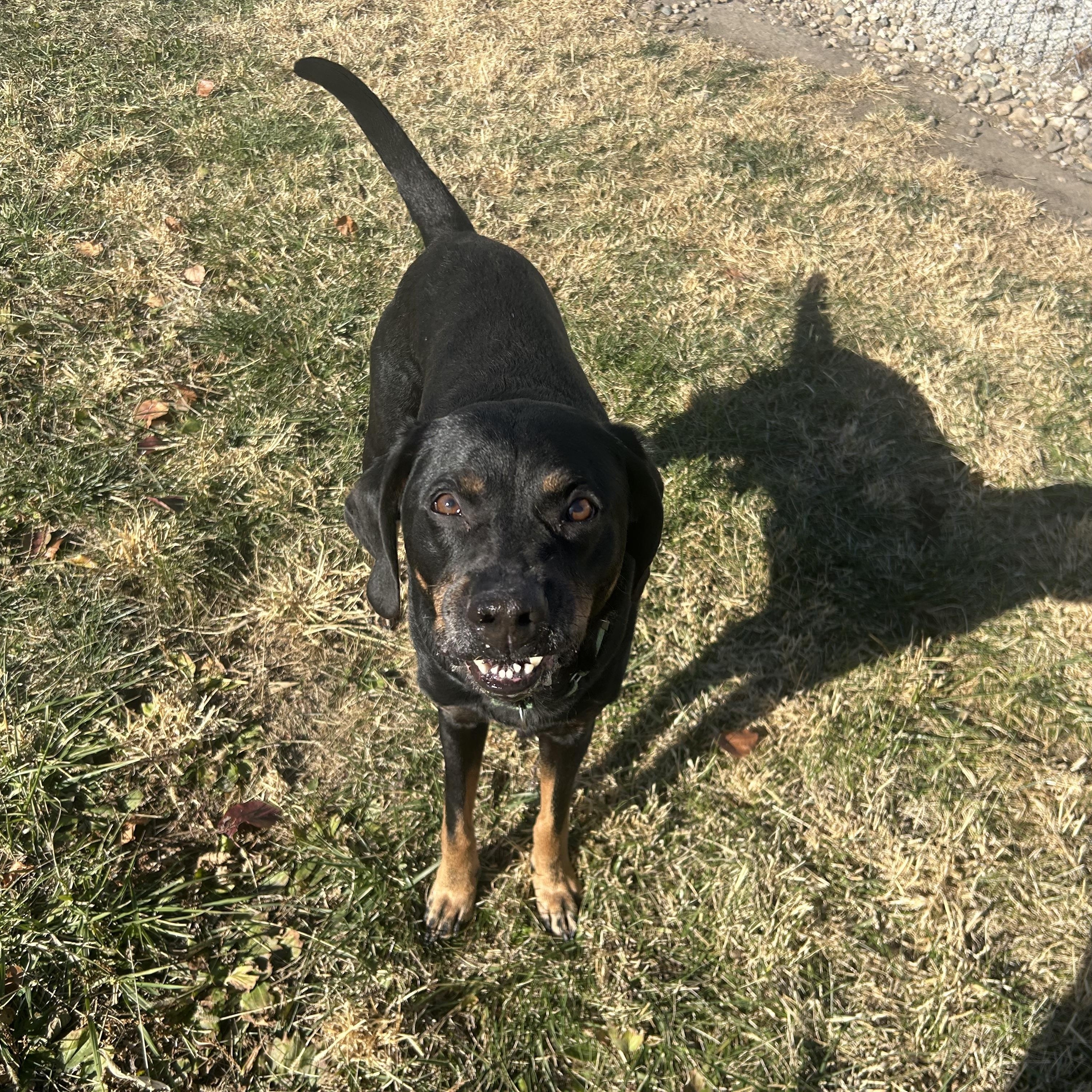 Enlarge Rick, a Adoptable mixed breed in Clinton, IL image 3/6