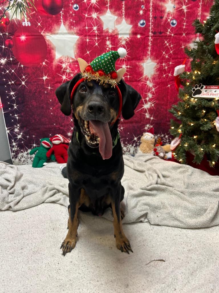 Enlarge Rick, a Adoptable mixed breed in Clinton, IL image 1/6